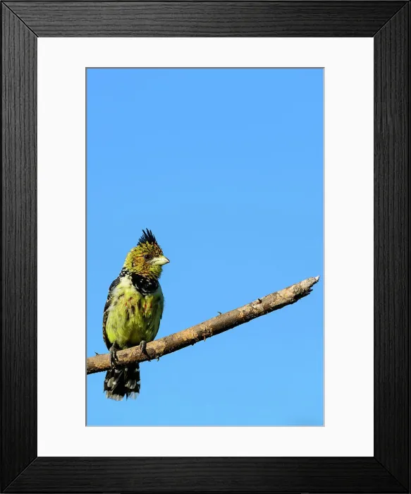 Framed Print : Mashatu Game Reserve