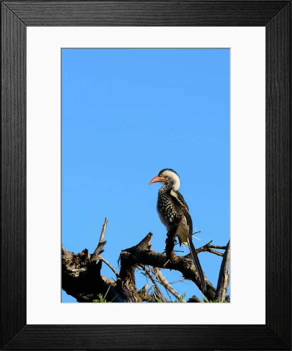 Framed Print : Mashatu Game Reserve Framed Print : Mashatu Game Reserve