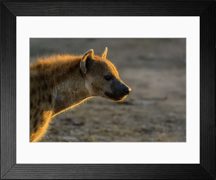 Framed Print : Mashatu Game Reserve Framed Print : Mashatu Game Reserve