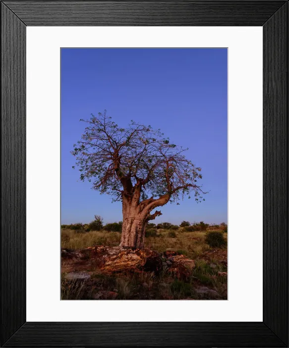Framed Print : Mashatu Game Reserve Framed Print : Mashatu Game Reserve