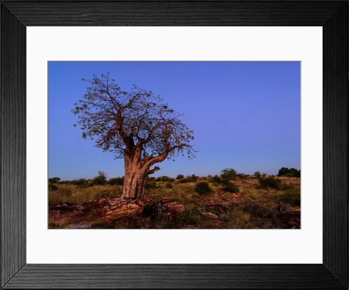 Framed Print : Mashatu Game Reserve Framed Print : Mashatu Game Reserve