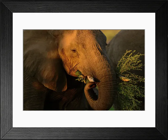 Framed Print : Mashatu Game Reserve Framed Print : Mashatu Game Reserve