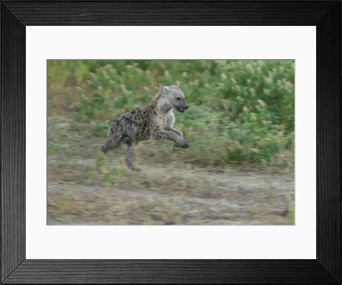 Framed Print : Mashatu Game Reserve Framed Print : Mashatu Game Reserve