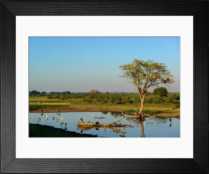 Framed Print : Mashatu Game Reserve