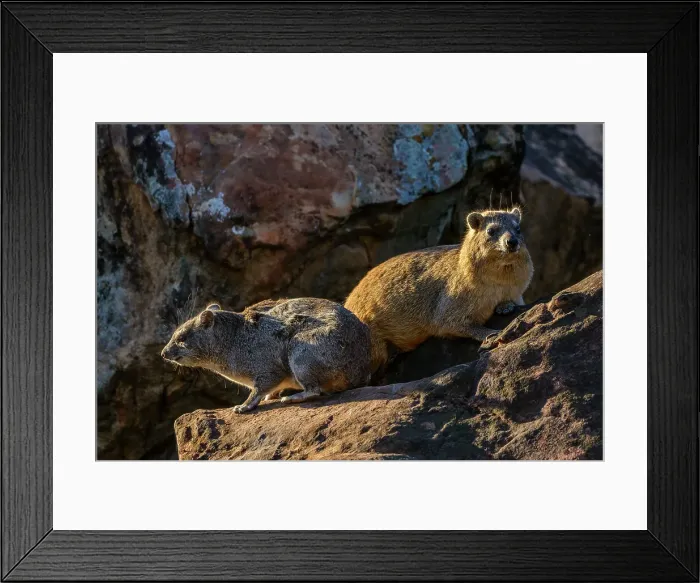 Framed Print : Mashatu Game Reserve