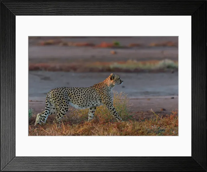 Framed Print : Mashatu Game Reserve