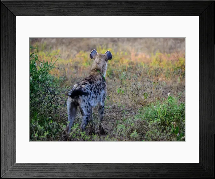 Framed Print : Mashatu Game Reserve Framed Print : Mashatu Game Reserve