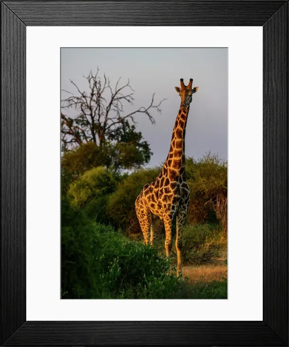 Framed Print : Mashatu Game Reserve Framed Print : Mashatu Game Reserve