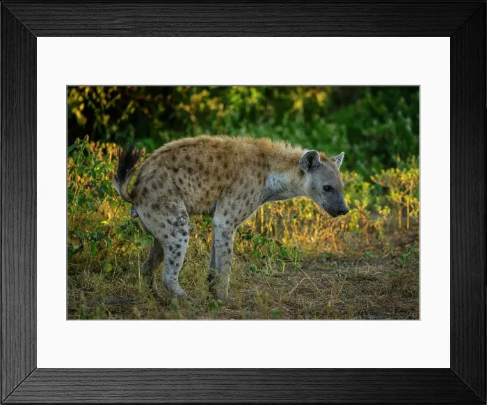 Framed Print : Mashatu Game Reserve