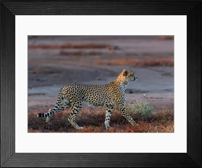 Framed Print : Mashatu Game Reserve