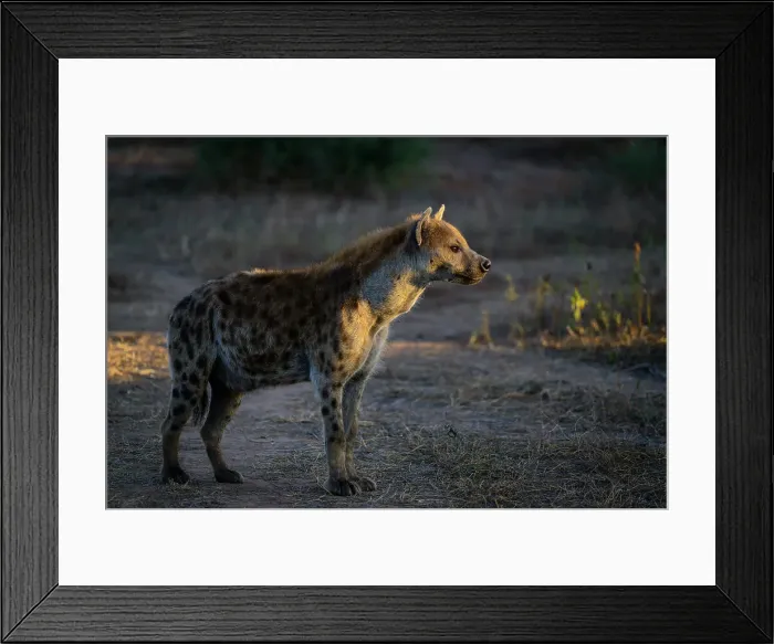 Framed Print : Mashatu Game Reserve