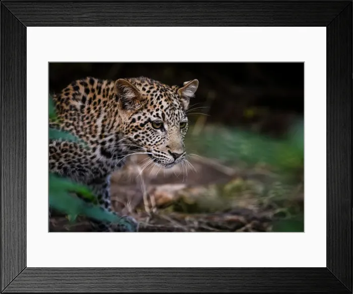 Framed Print : Mashatu Game Reserve