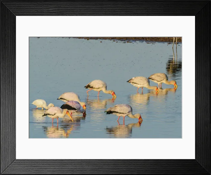 Framed Print : Mashatu Game Reserve