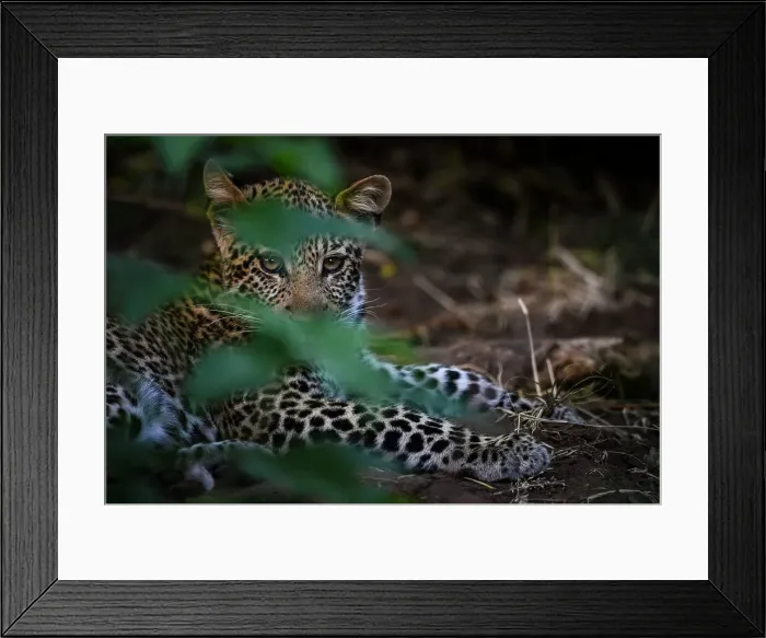 Framed Print : Mashatu Game Reserve Framed Print : Mashatu Game Reserve