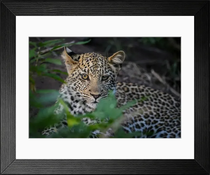 Framed Print : Mashatu Game Reserve Framed Print : Mashatu Game Reserve