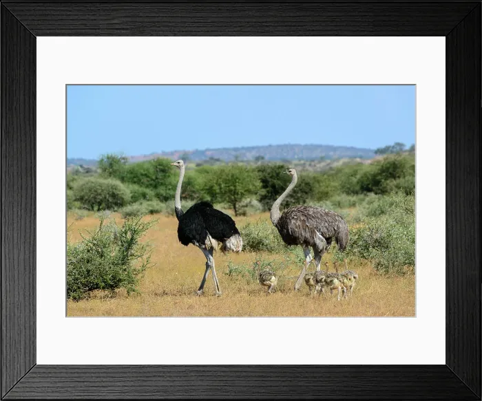 Framed Print : Mashatu Game Reserve