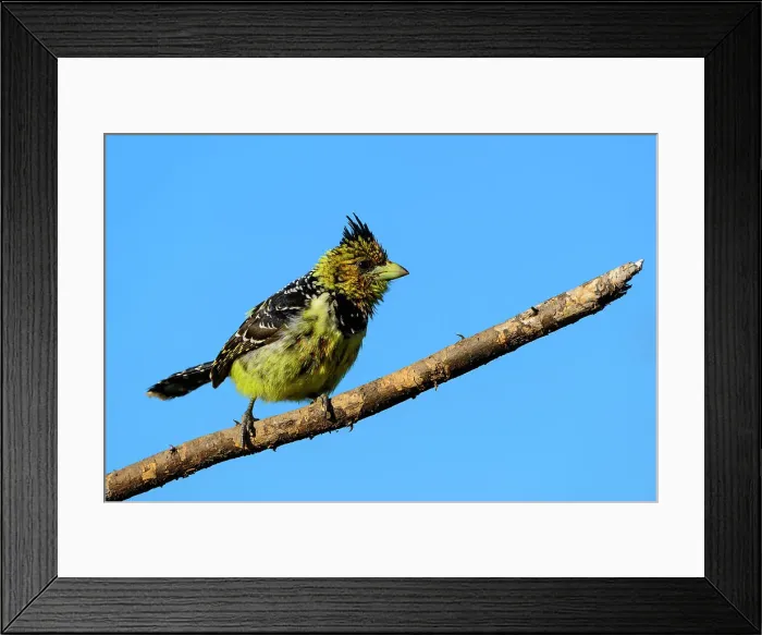 Framed Print : Mashatu Game Reserve