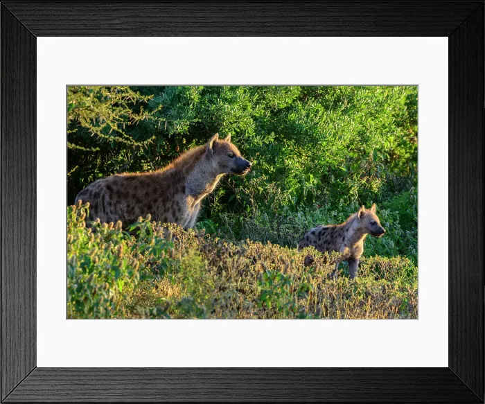 Framed Print : Mashatu Game Reserve