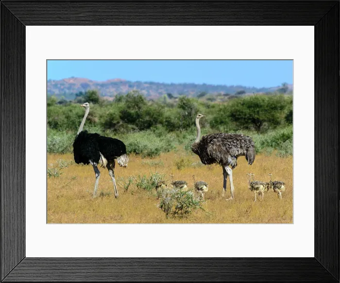 Framed Print : Mashatu Game Reserve