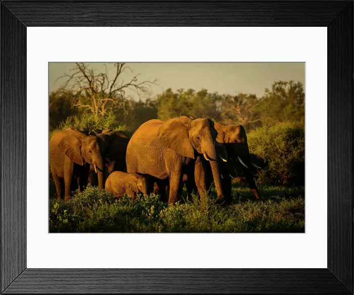 Framed Print : Mashatu Game Reserve