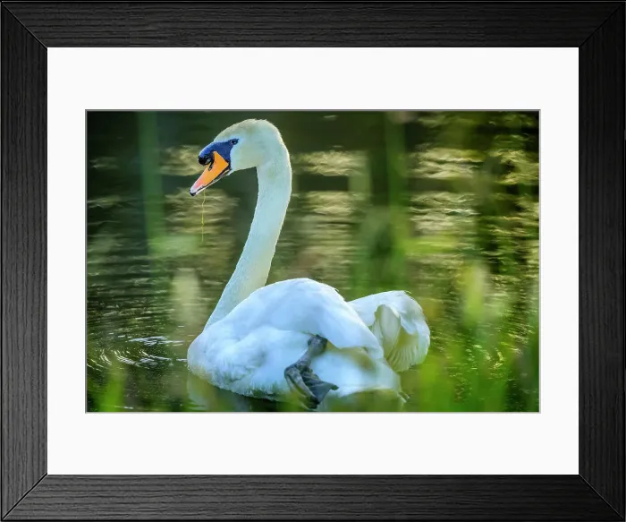 Framed Print : Mute Swan, British Columbia Framed Print : Mute Swan, British Columbia
