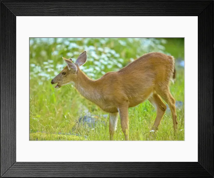 Framed Print : Black tailed deer on Vancouver Island Framed Print : Black tailed deer on Vancouver Island