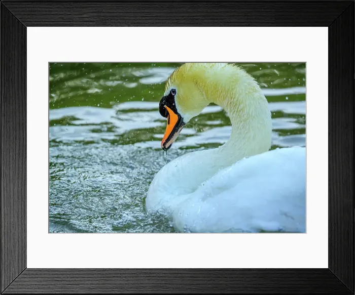 Framed Print : Mute Swan, British Columbia