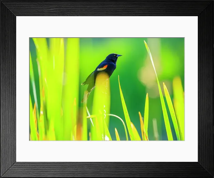 Framed Print : Red winged blackbird, British Columbia Framed Print : Red winged blackbird, British Columbia