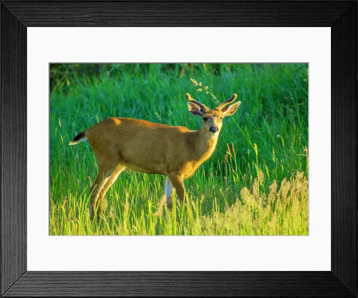 Framed Print : Black tailed deer on Vancouver Island Framed Print : Black tailed deer on Vancouver Island