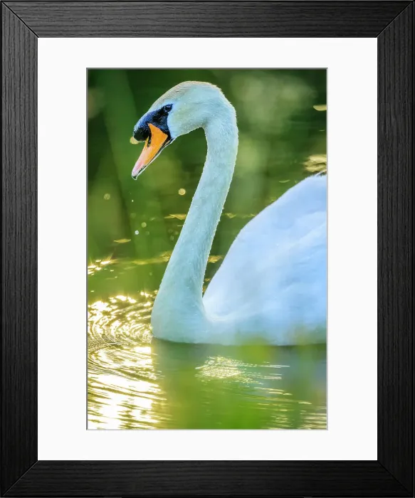 Framed Print : Mute Swan, British Columbia