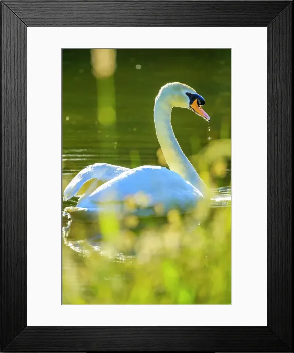 Framed Print : Mute Swan, British Columbia Framed Print : Mute Swan, British Columbia
