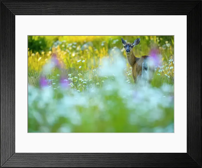 Framed Print : Black tailed deer on Vancouver Island Framed Print : Black tailed deer on Vancouver Island