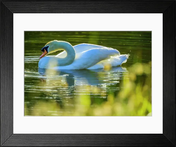 Framed Print : Mute Swan, British Columbia Framed Print : Mute Swan, British Columbia