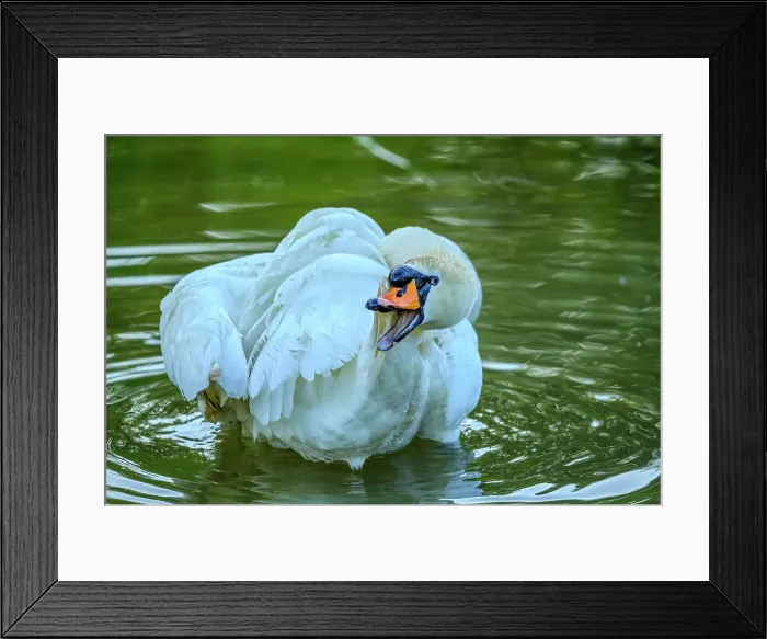 Framed Print : Mute Swan, British Columbia Framed Print : Mute Swan, British Columbia