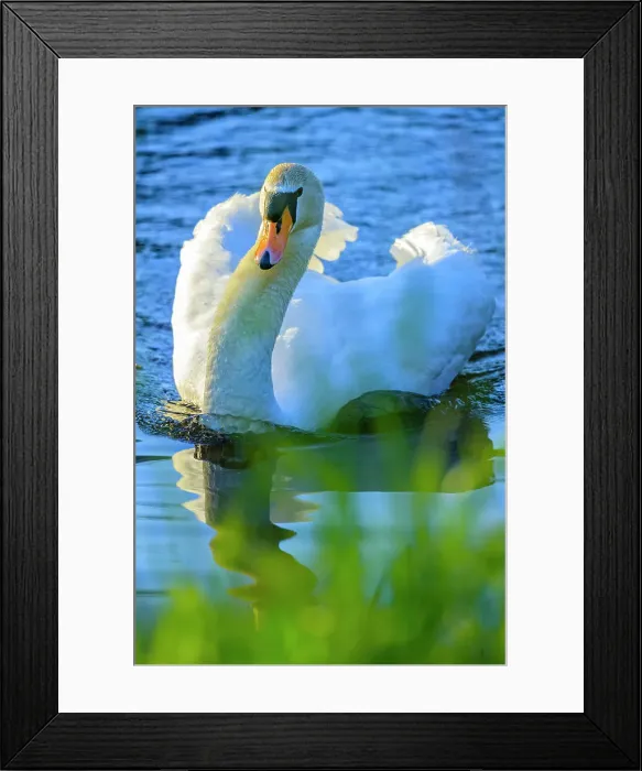 Framed Print : Mute Swan, British Columbia Framed Print : Mute Swan, British Columbia