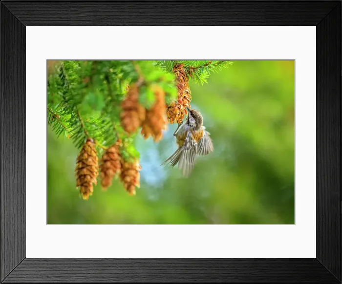 Framed Print : Marsh wren, British Columbia Framed Print : Marsh wren, British Columbia