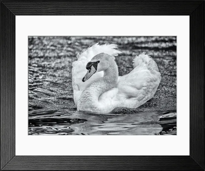 Framed Print : Mute Swan, British Columbia Framed Print : Mute Swan, British Columbia
