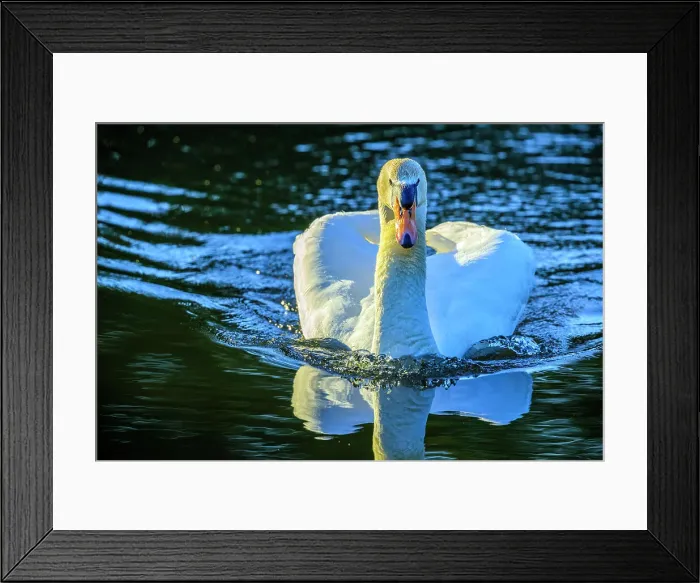 Framed Print : Mute Swan, British Columbia Framed Print : Mute Swan, British Columbia