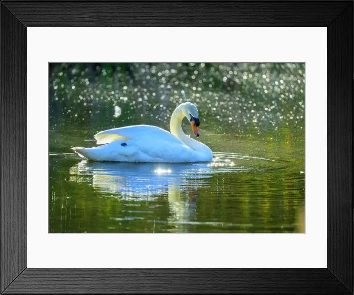 Framed Print : Mute Swan, British Columbia Framed Print : Mute Swan, British Columbia