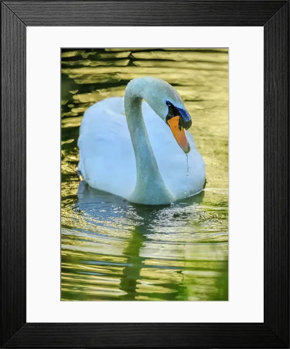 Framed Print : Mute Swan, British Columbia Framed Print : Mute Swan, British Columbia