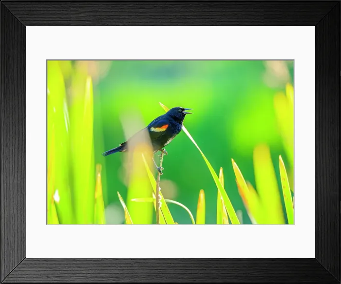 Framed Print : Red winged blackbird, British Columbia Framed Print : Red winged blackbird, British Columbia