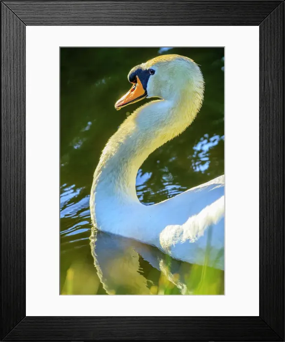 Framed Print : Mute Swan, British Columbia Framed Print : Mute Swan, British Columbia
