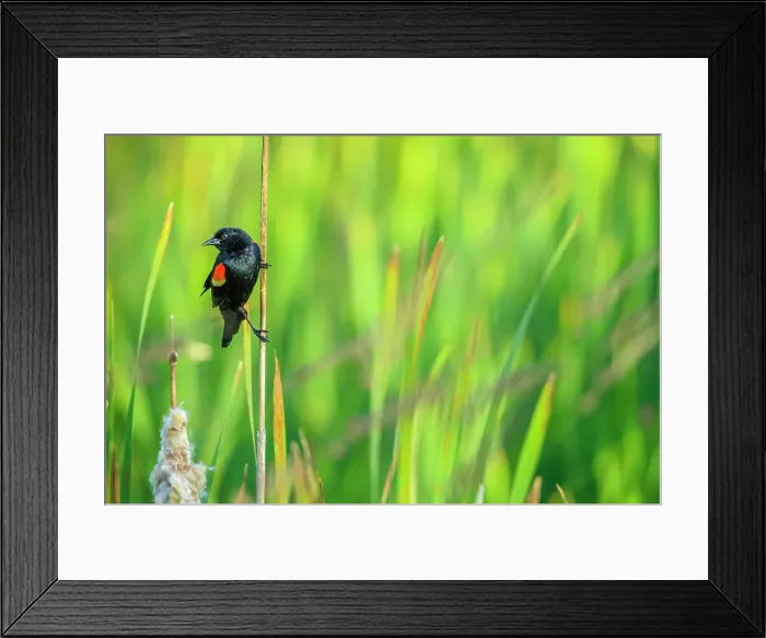 Framed Print : Red winged blackbird, British Columbia Framed Print : Red winged blackbird, British Columbia