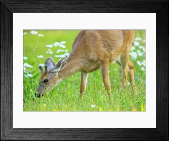Framed Print : Black tailed deer on Vancouver Island Framed Print : Black tailed deer on Vancouver Island