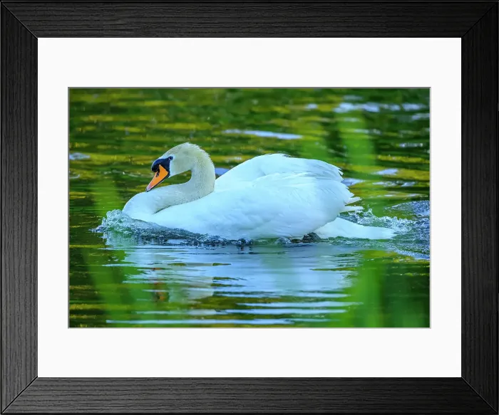 Framed Print : Mute Swan, British Columbia Framed Print : Mute Swan, British Columbia