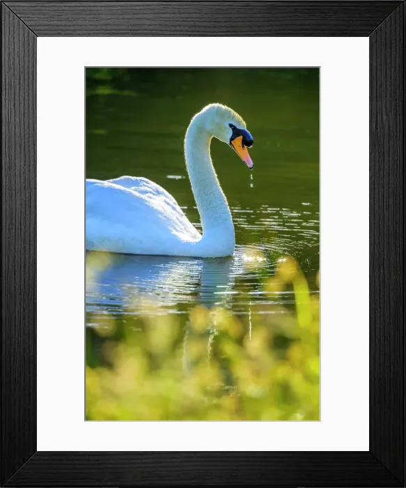 Framed Print : Mute Swan, British Columbia