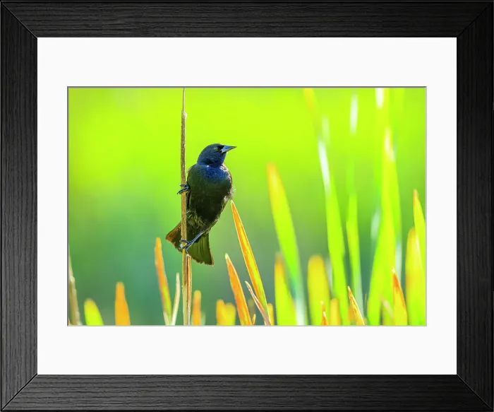 Framed Print : Red winged blackbird, British Columbia Framed Print : Red winged blackbird, British Columbia