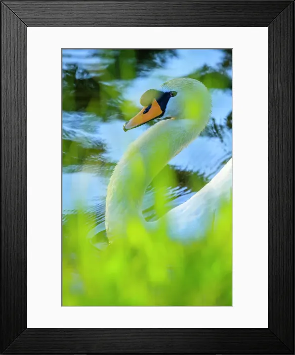 Framed Print : Mute Swan, British Columbia Framed Print : Mute Swan, British Columbia