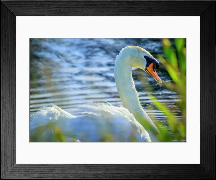 Framed Print : Mute Swan, British Columbia Framed Print : Mute Swan, British Columbia
