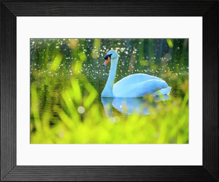 Framed Print : Mute Swan, British Columbia Framed Print : Mute Swan, British Columbia